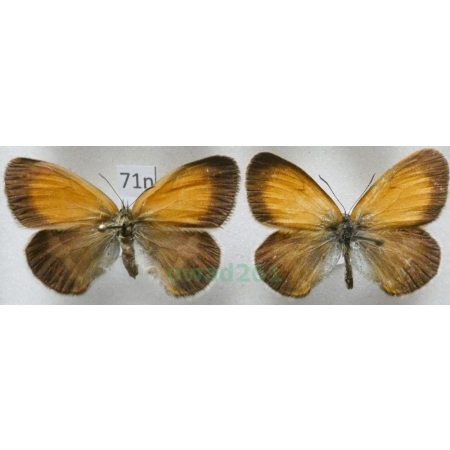 Coenonympha arcania Linnaeus, 1761 pair Strzępotek perełkowiec Czech71n